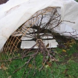 Kako pokriti ruže za zimu u sibiru